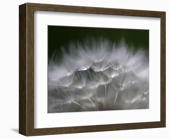 Top of a Dandelion Seed Head is Seen in the Morning Light in Marysville, Pennsylvania-null-Framed Photographic Print