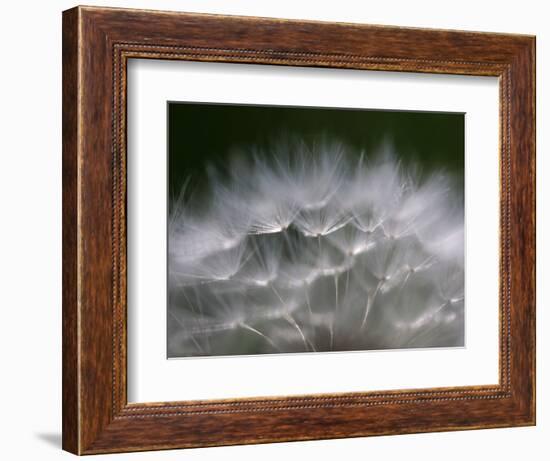 Top of a Dandelion Seed Head is Seen in the Morning Light in Marysville, Pennsylvania-null-Framed Photographic Print