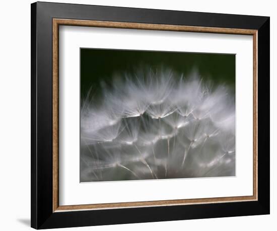 Top of a Dandelion Seed Head is Seen in the Morning Light in Marysville, Pennsylvania-null-Framed Photographic Print