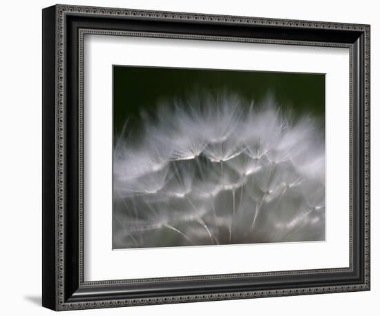 Top of a Dandelion Seed Head is Seen in the Morning Light in Marysville, Pennsylvania-null-Framed Photographic Print