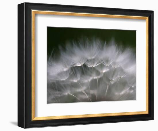 Top of a Dandelion Seed Head is Seen in the Morning Light in Marysville, Pennsylvania-null-Framed Photographic Print