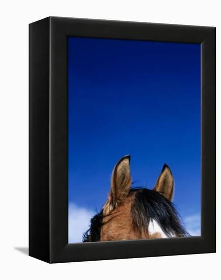 Top of a Horse's Head-Mitch Diamond-Framed Premier Image Canvas