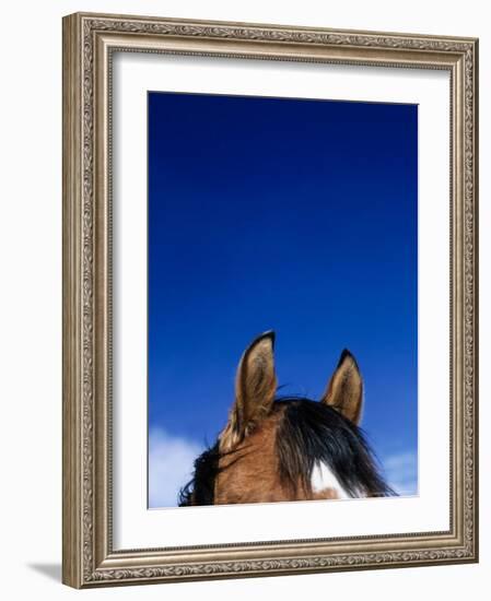 Top of a Horse's Head-Mitch Diamond-Framed Photographic Print