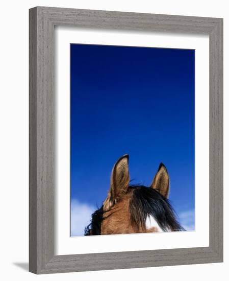 Top of a Horse's Head-Mitch Diamond-Framed Photographic Print