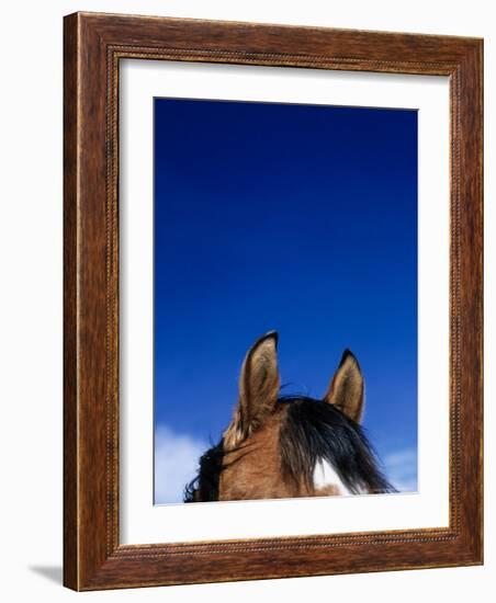 Top of a Horse's Head-Mitch Diamond-Framed Photographic Print