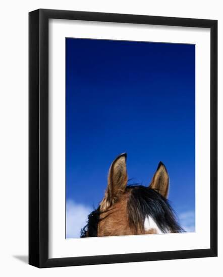Top of a Horse's Head-Mitch Diamond-Framed Photographic Print
