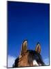 Top of a Horse's Head-Mitch Diamond-Mounted Photographic Print