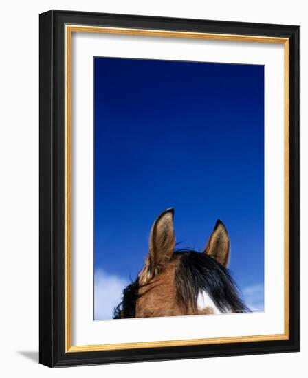 Top of a Horse's Head-Mitch Diamond-Framed Photographic Print