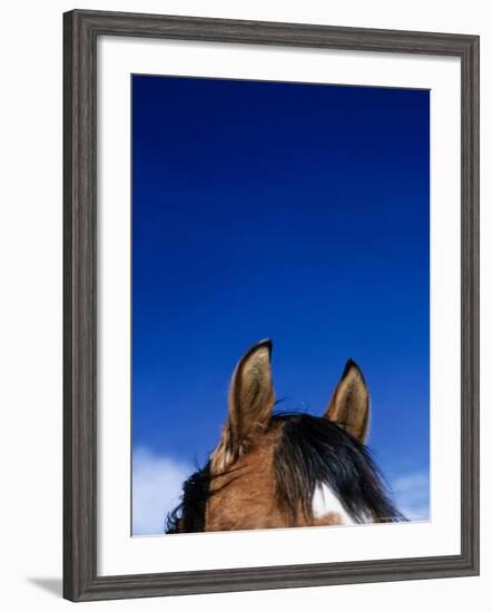 Top of a Horse's Head-Mitch Diamond-Framed Photographic Print