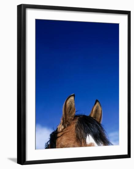 Top of a Horse's Head-Mitch Diamond-Framed Photographic Print