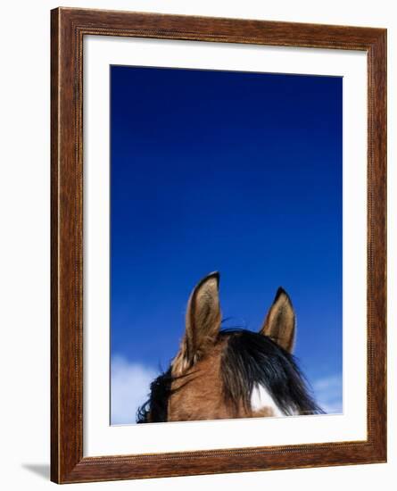 Top of a Horse's Head-Mitch Diamond-Framed Photographic Print