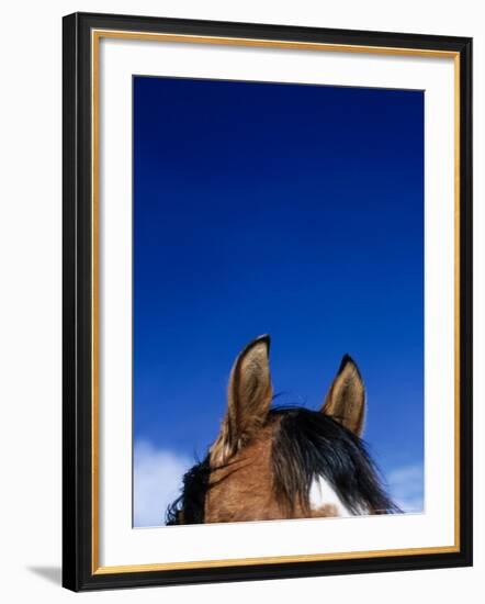 Top of a Horse's Head-Mitch Diamond-Framed Photographic Print