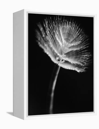 Top of a Tube Sponge-Henry Horenstein-Framed Premier Image Canvas