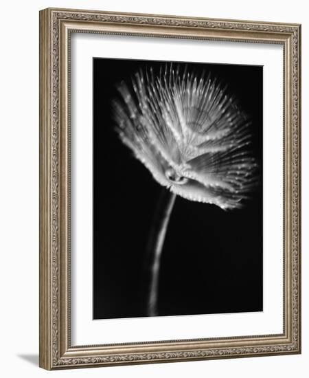 Top of a Tube Sponge-Henry Horenstein-Framed Photographic Print