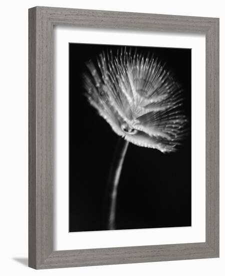 Top of a Tube Sponge-Henry Horenstein-Framed Photographic Print