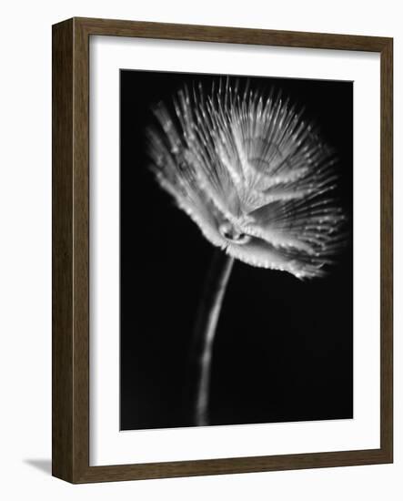 Top of a Tube Sponge-Henry Horenstein-Framed Photographic Print