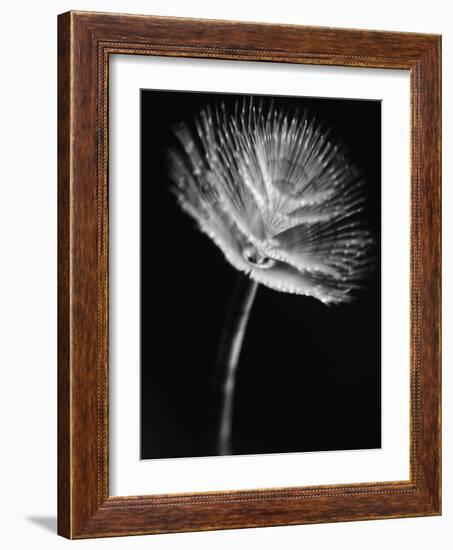 Top of a Tube Sponge-Henry Horenstein-Framed Photographic Print