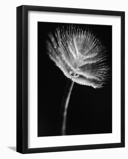 Top of a Tube Sponge-Henry Horenstein-Framed Photographic Print