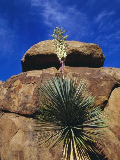 Top of Yucca (Yucca) Plant Begins to Flower Near Tall ...