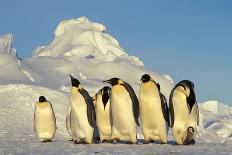 Emperor Penguins Group Family Aptenodytes Forsteri Antarktis Antarctica Dawson Lambton Glacier-Top-Pics Tbk-Photographic Print