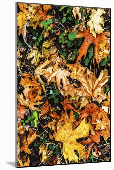 Top View Close Up Of Colorful Dried Tree Leaves On The Forest Floor In Sonoma County-Ron Koeberer-Mounted Photographic Print