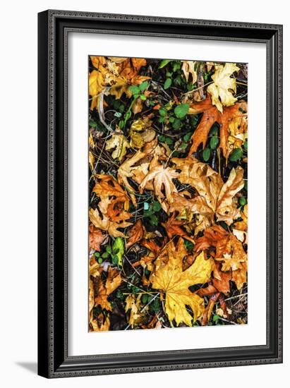 Top View Close Up Of Colorful Dried Tree Leaves On The Forest Floor In Sonoma County-Ron Koeberer-Framed Photographic Print