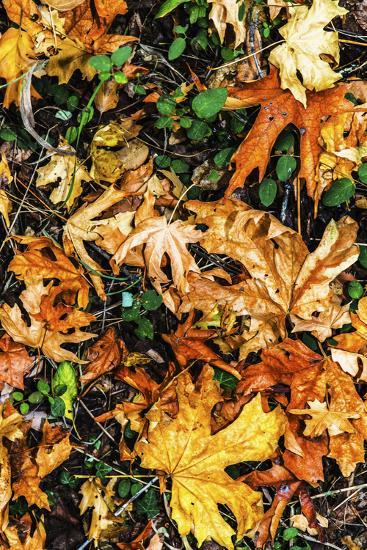 'Top View Close Up Of Colorful Dried Tree Leaves On The Forest Floor In ...