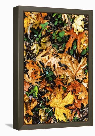 Top View Close Up Of Colorful Dried Tree Leaves On The Forest Floor In Sonoma County-Ron Koeberer-Framed Premier Image Canvas