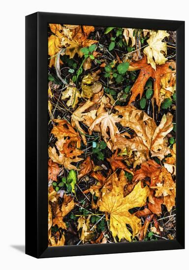 Top View Close Up Of Colorful Dried Tree Leaves On The Forest Floor In Sonoma County-Ron Koeberer-Framed Premier Image Canvas