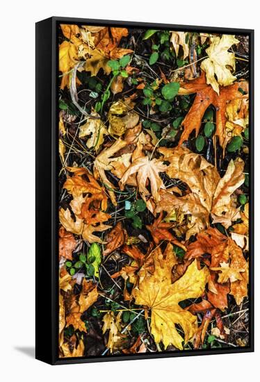 Top View Close Up Of Colorful Dried Tree Leaves On The Forest Floor In Sonoma County-Ron Koeberer-Framed Premier Image Canvas