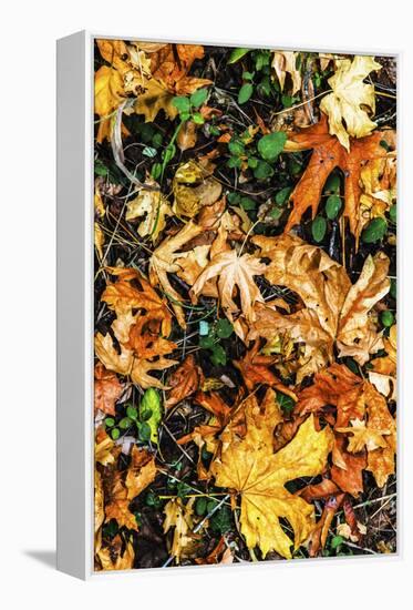 Top View Close Up Of Colorful Dried Tree Leaves On The Forest Floor In Sonoma County-Ron Koeberer-Framed Premier Image Canvas