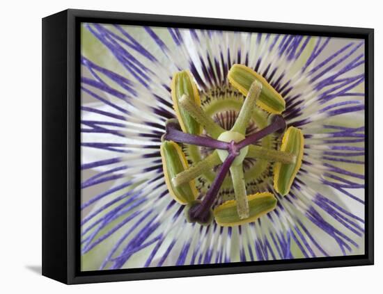 Top View of Passion Flower-Don Paulson-Framed Premier Image Canvas