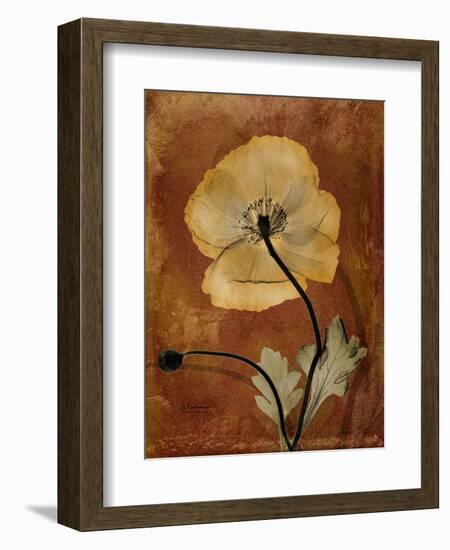 Topaze Opus Iceland Poppy-Albert Koetsier-Framed Art Print