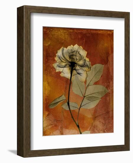 Topaze Opus Rose-Albert Koetsier-Framed Art Print