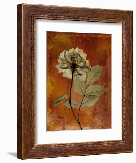 Topaze Opus Rose-Albert Koetsier-Framed Art Print