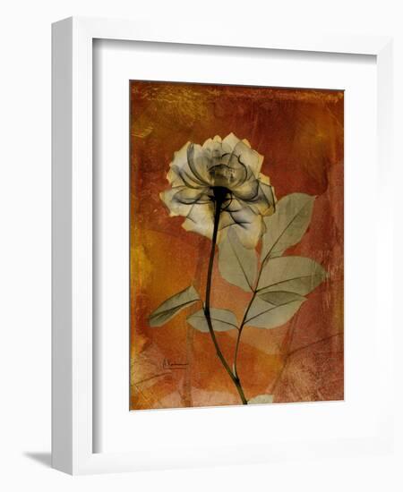 Topaze Opus Rose-Albert Koetsier-Framed Art Print