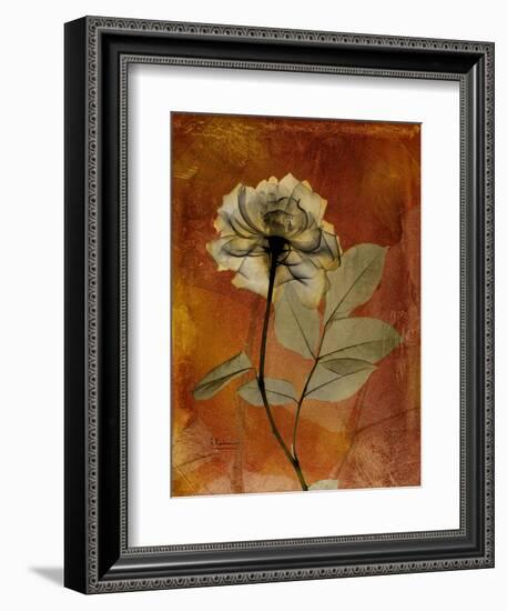 Topaze Opus Rose-Albert Koetsier-Framed Art Print