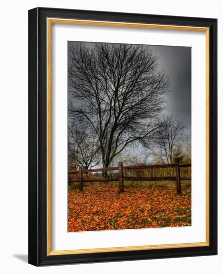 Topcat-Jim Crotty-Framed Photographic Print