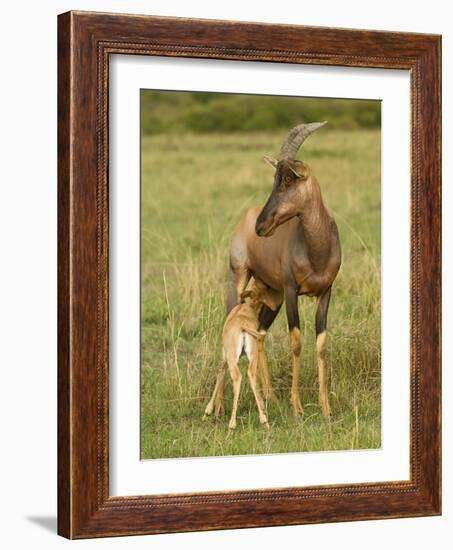 Topi and Nursing Baby-Joe McDonald-Framed Photographic Print