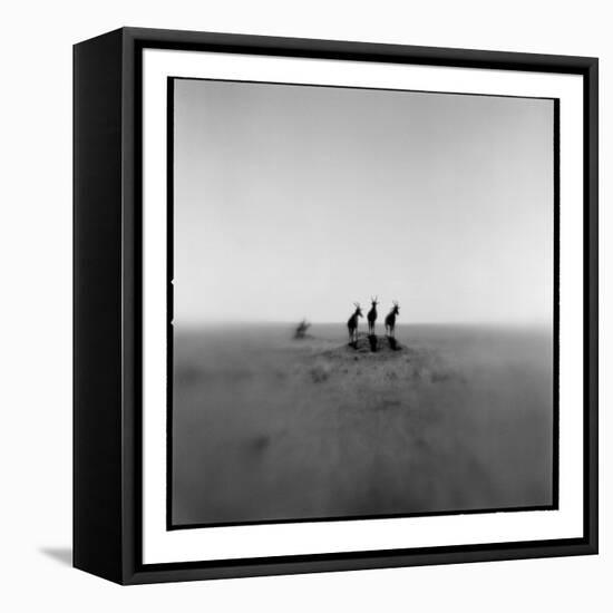 Topi Antelope, Masai Mara Game Reserve, Kenya-Paul Souders-Framed Premier Image Canvas