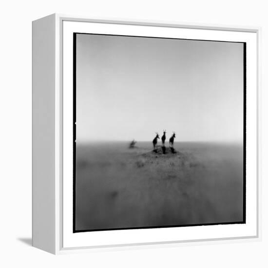 Topi Antelope, Masai Mara Game Reserve, Kenya-Paul Souders-Framed Premier Image Canvas