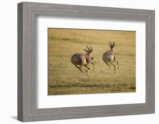 Topi Chase-Joe McDonald-Framed Photographic Print