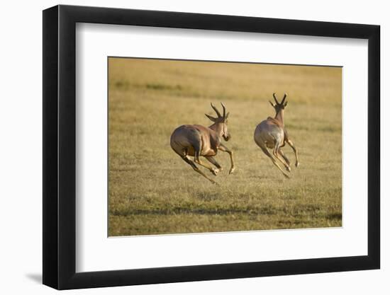 Topi Chase-Joe McDonald-Framed Photographic Print