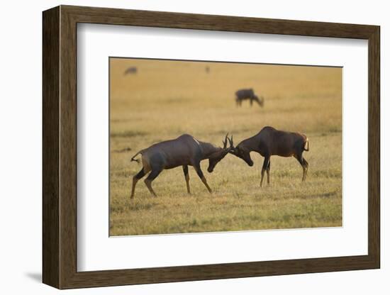 Topi Fight-Joe McDonald-Framed Photographic Print