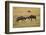 Topi Fight-Joe McDonald-Framed Photographic Print