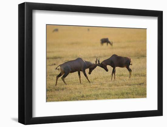 Topi Fight-Joe McDonald-Framed Photographic Print