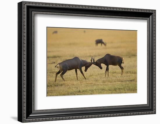 Topi Fight-Joe McDonald-Framed Photographic Print