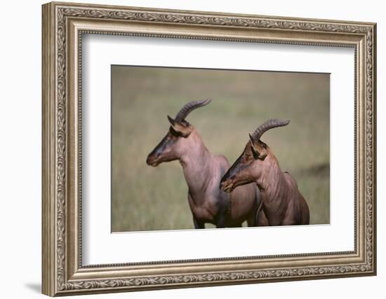 Topi on the Savanna-DLILLC-Framed Photographic Print