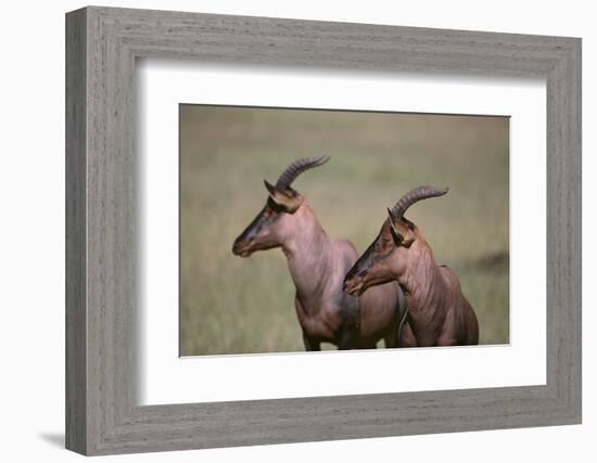 Topi on the Savanna-DLILLC-Framed Photographic Print