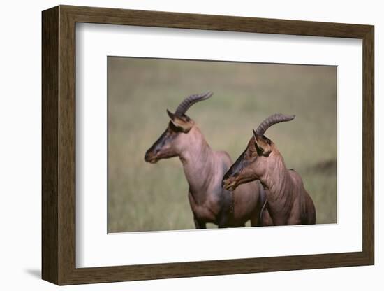 Topi on the Savanna-DLILLC-Framed Photographic Print